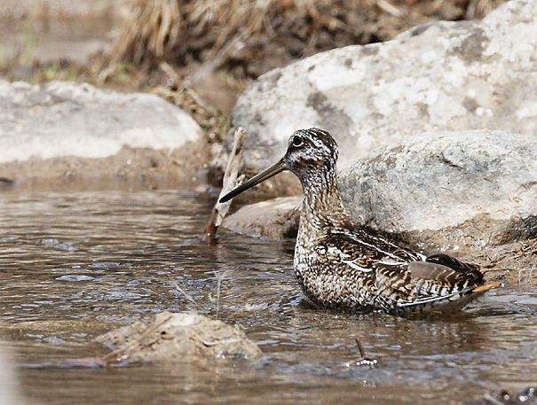 Solitary Snipe - ML378244341