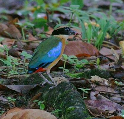 Blue-winged Pitta - ML378244981