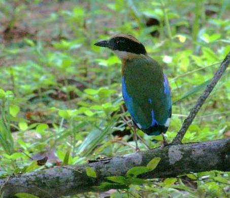 Blue-winged Pitta - ML378244991