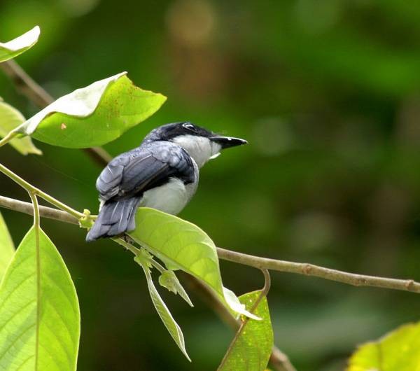 Black-winged Flycatcher-shrike - ML378245001