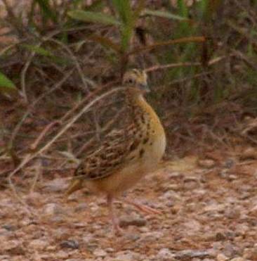 Small Buttonquail - ML378245021