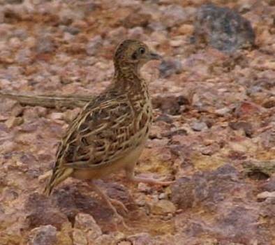 Small Buttonquail - ML378245041