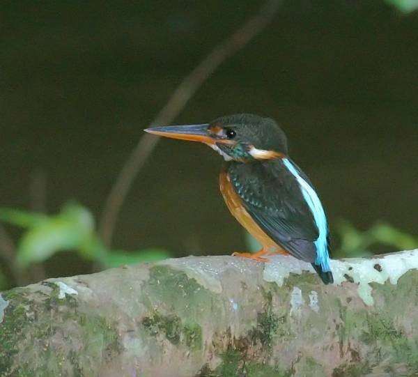 Malaysian Blue-banded Kingfisher - ML378245051