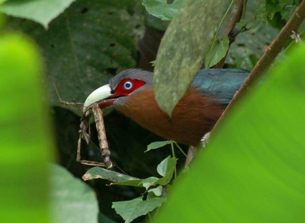 Chestnut-breasted Malkoha (Chestnut-breasted) - ML378245081