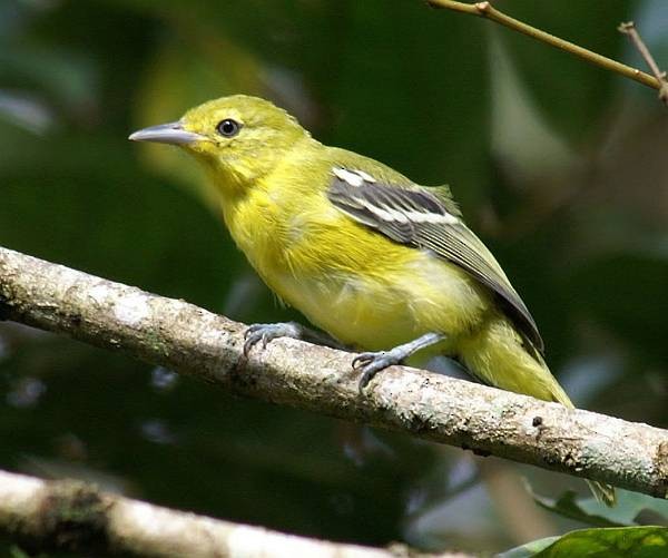 Common Iora - ML378245091