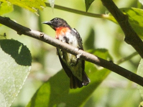 Gray-sided Flowerpecker (Gray-sided) - ML378245271