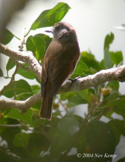 Sumba Jungle Flycatcher - ML378246071