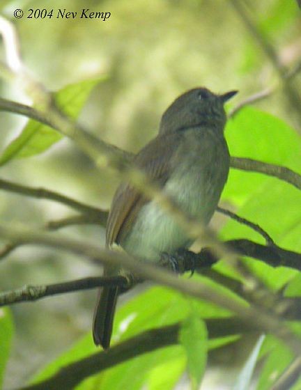 Sumba Jungle Flycatcher - ML378246141