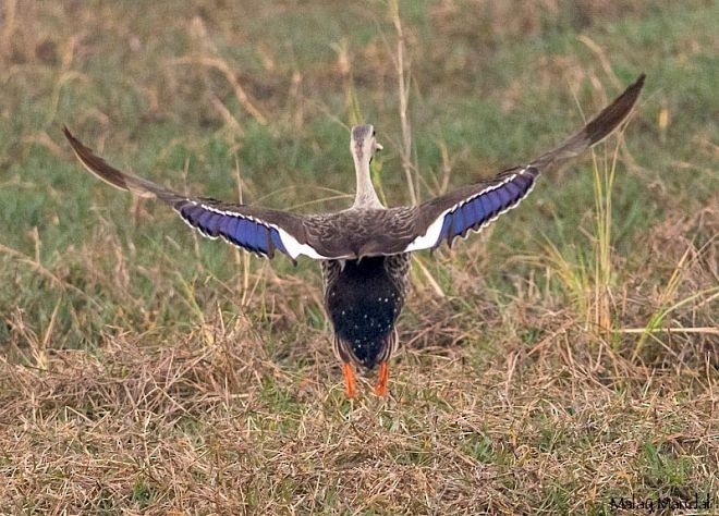 Indian Spot-billed Duck - ML378247071