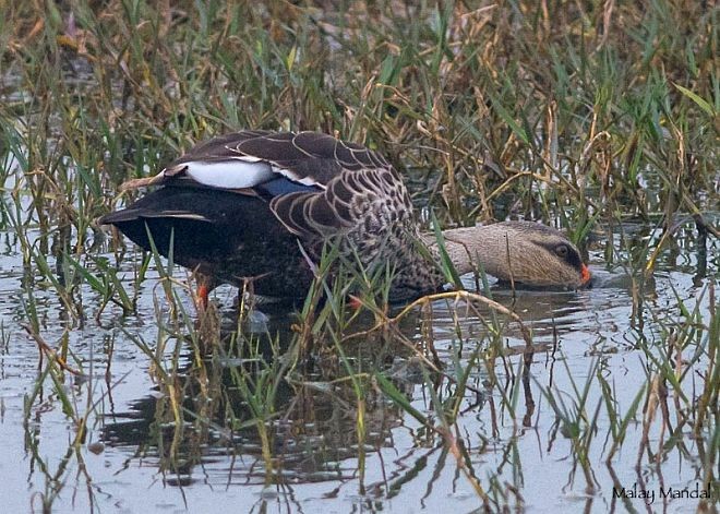 Indian Spot-billed Duck - ML378247091