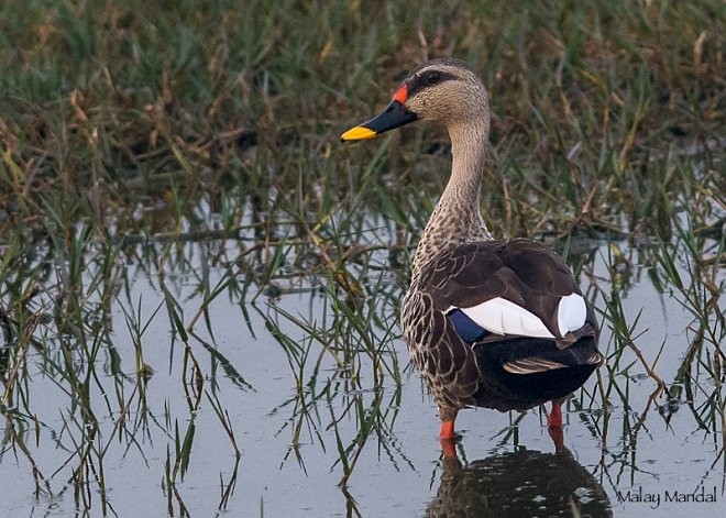 Indian Spot-billed Duck - ML378247121