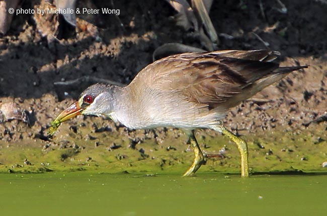 White-browed Crake - ML378247431