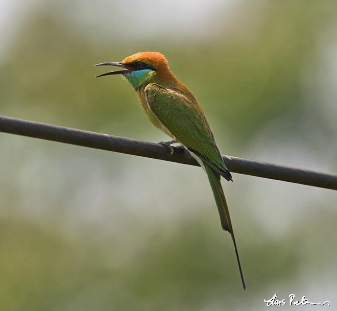 Asian Green Bee-eater - ML378247511