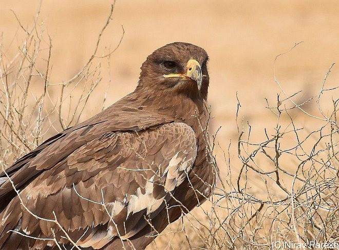 Águila Esteparia - ML378247681