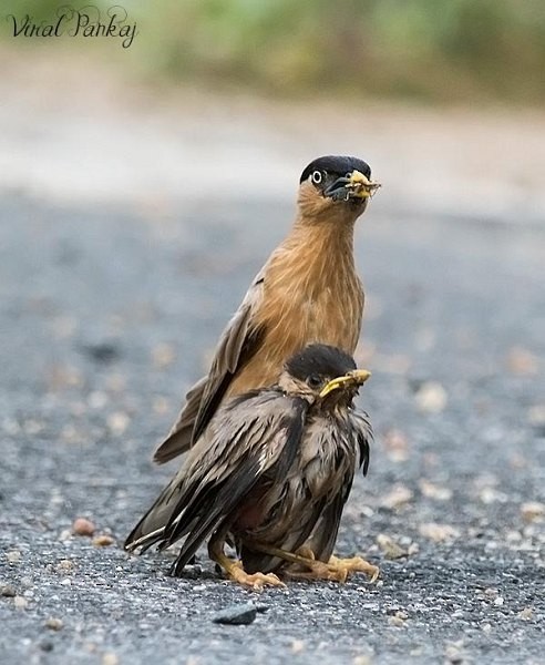 Brahminy Starling - ML378248141