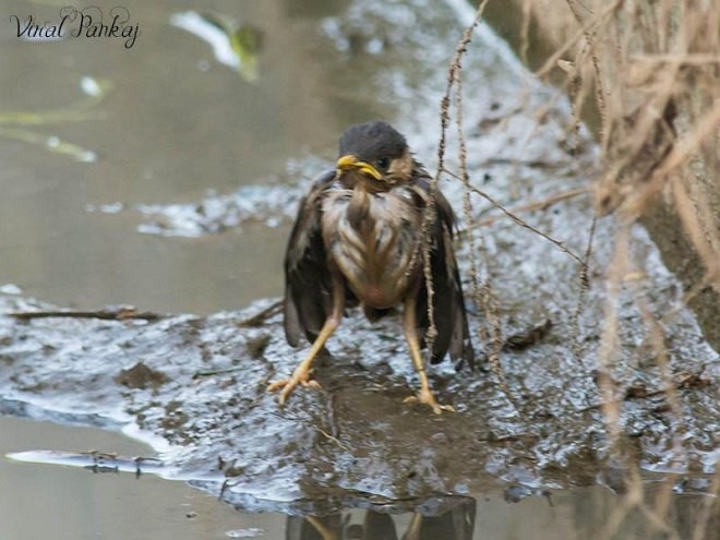 Brahminy Starling - ML378248161