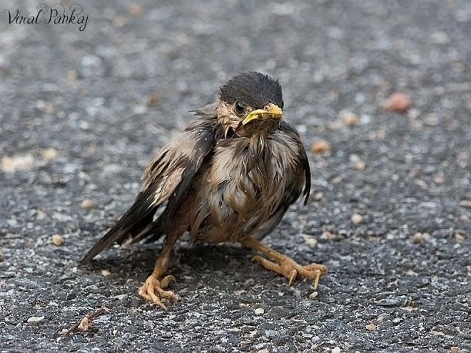 Brahminy Starling - ML378248171