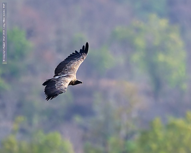 Indian Vulture - ML378248181