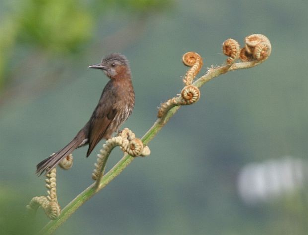 Brown-eared Bulbul - ML378248471