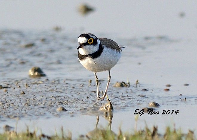 Little Ringed Plover - ML378248981