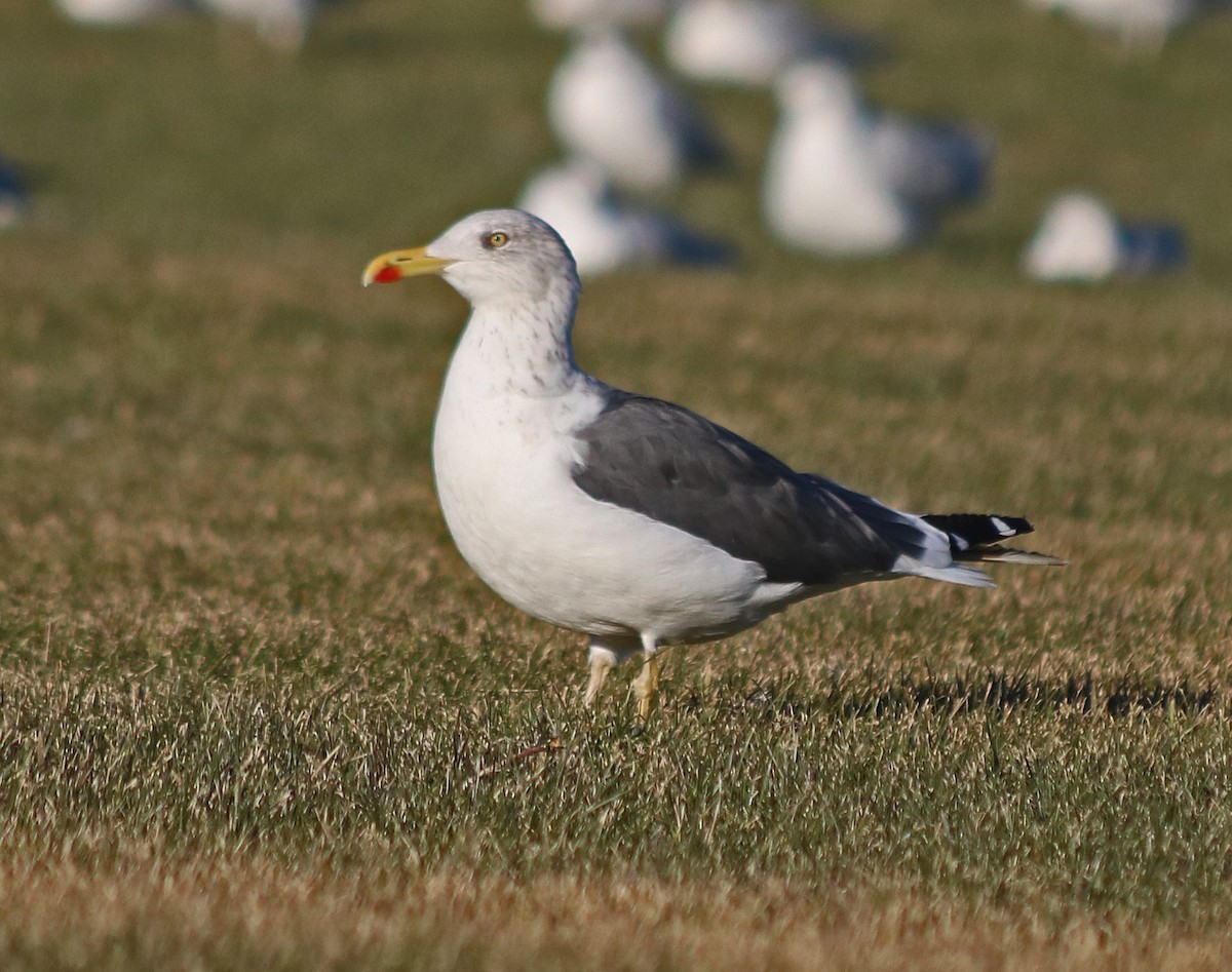 Lesser Black-backed Gull - ML37824911