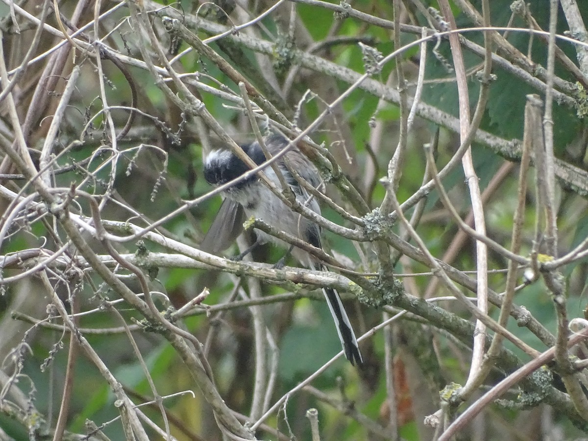 Long-tailed Tit - Hector Marti