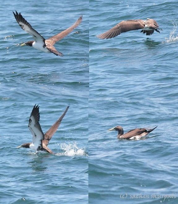 Masked Booby - ML378249721