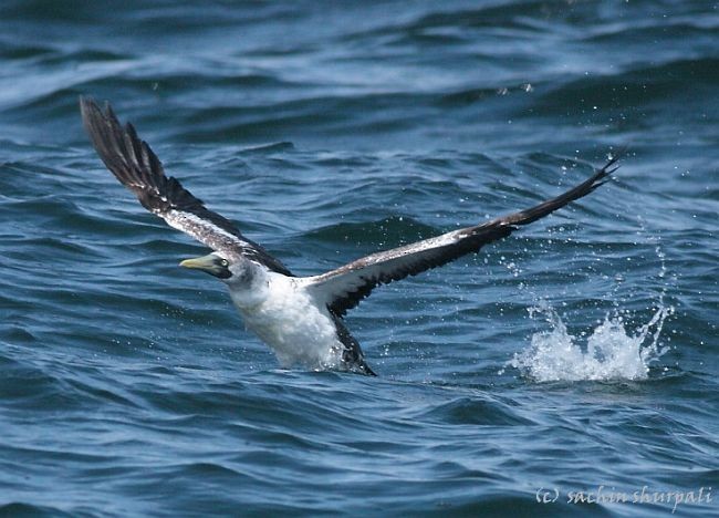 Masked Booby - ML378249731
