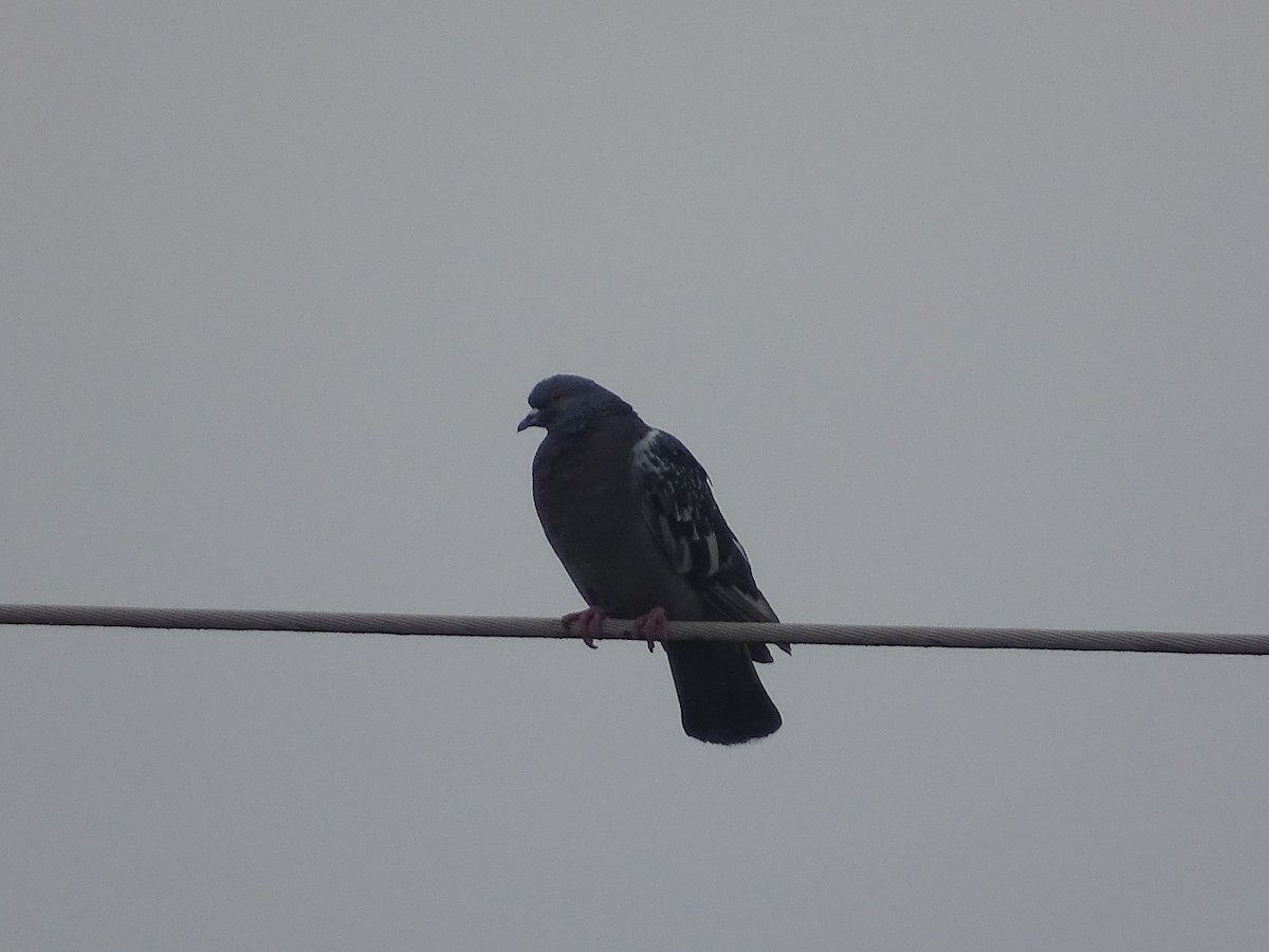 Rock Pigeon (Feral Pigeon) - ML378249741