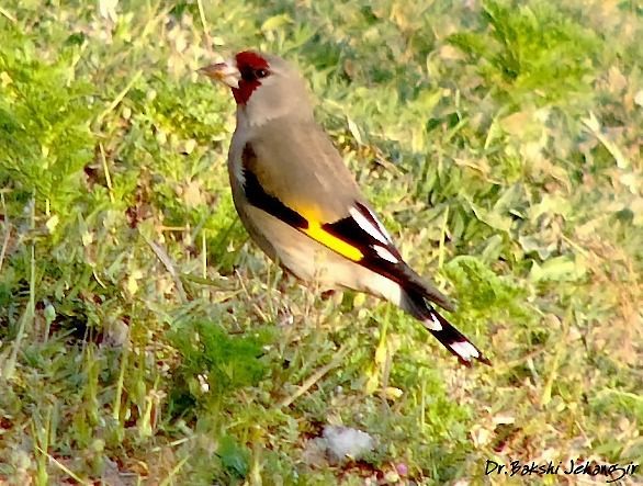 European Goldfinch (Eastern) - ML378249871