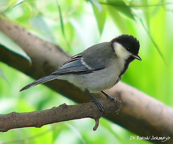 Cinereous Tit - ML378249891