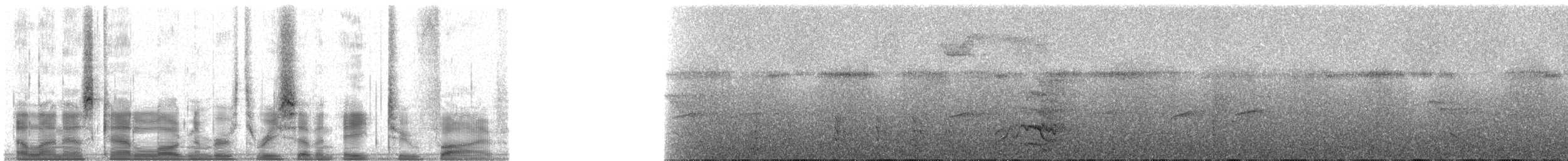 Imperial Amazon - ML37825