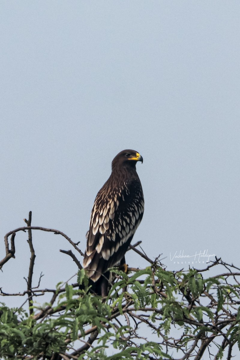 Greater Spotted Eagle - ML378250011