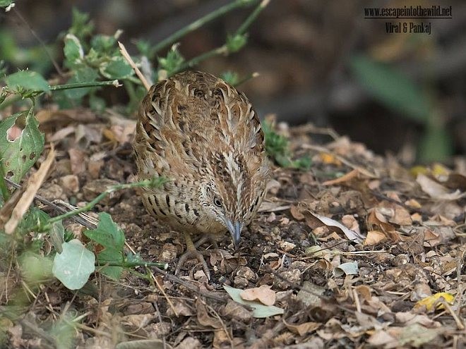 Barred Buttonquail - ML378250301