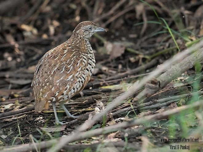 Barred Buttonquail - ML378250331