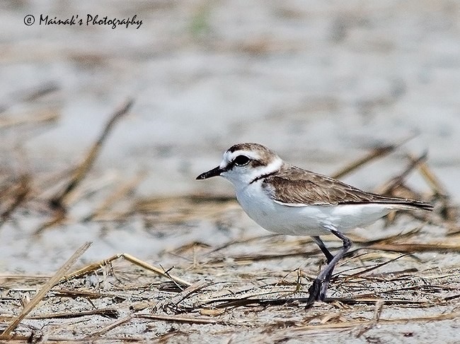 Kentish Plover - MAINAK DEBNATH