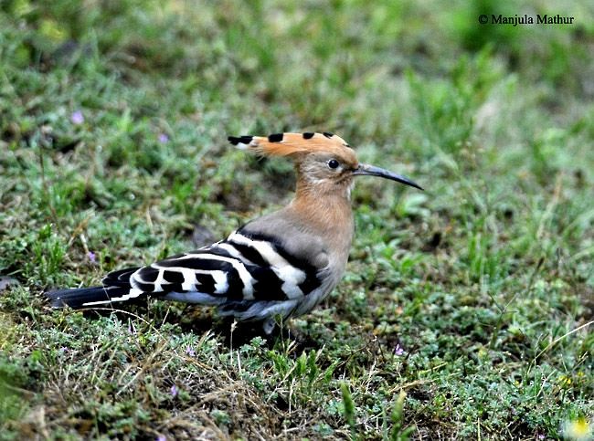 Eurasian Hoopoe (Eurasian) - ML378251191