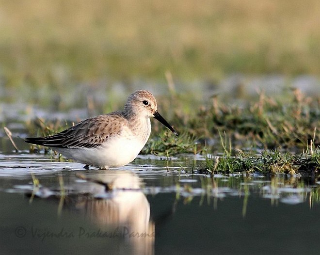 Dunlin - ML378251971