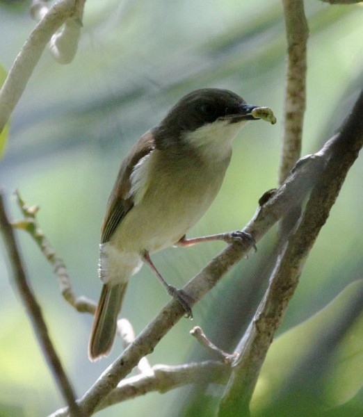 Island Whistler - Hanom Bashari