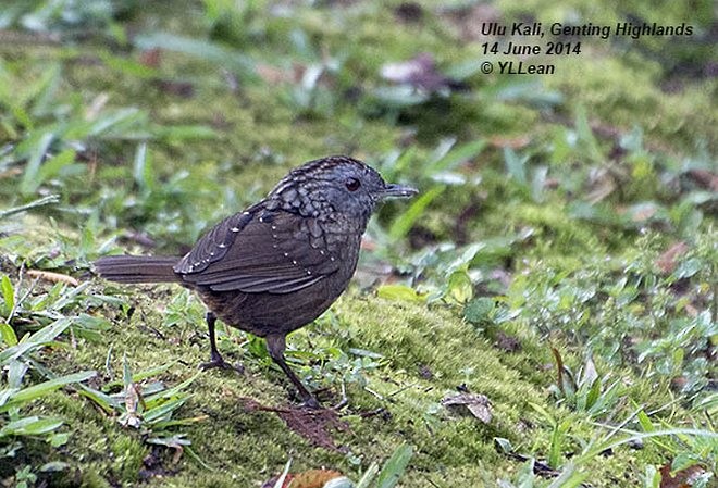 Streaked Wren-Babbler - Yen Loong Lean