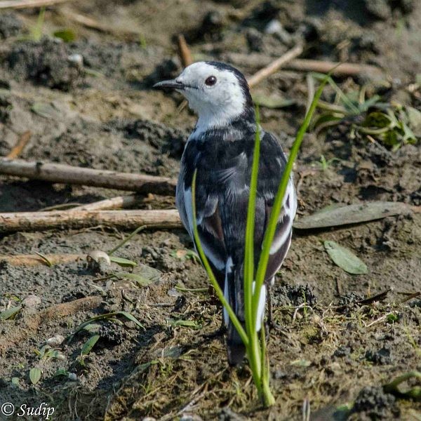 White Wagtail - ML378253331