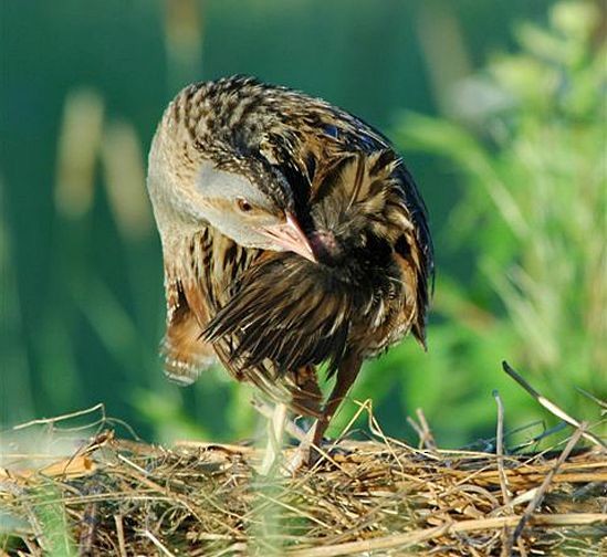 Corn Crake - ML378253341