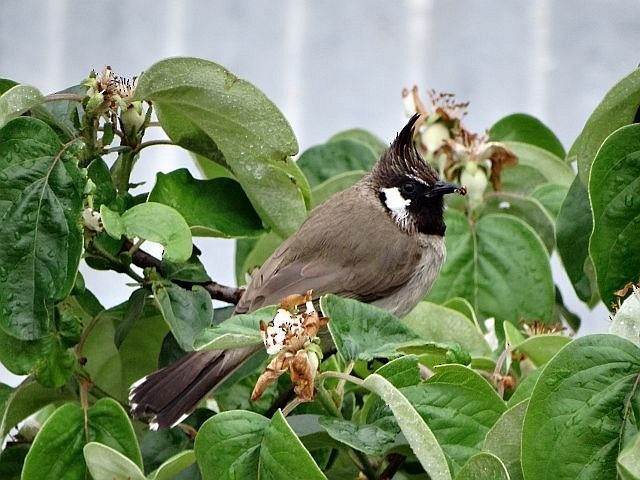 Himalayan Bulbul - ML378253511