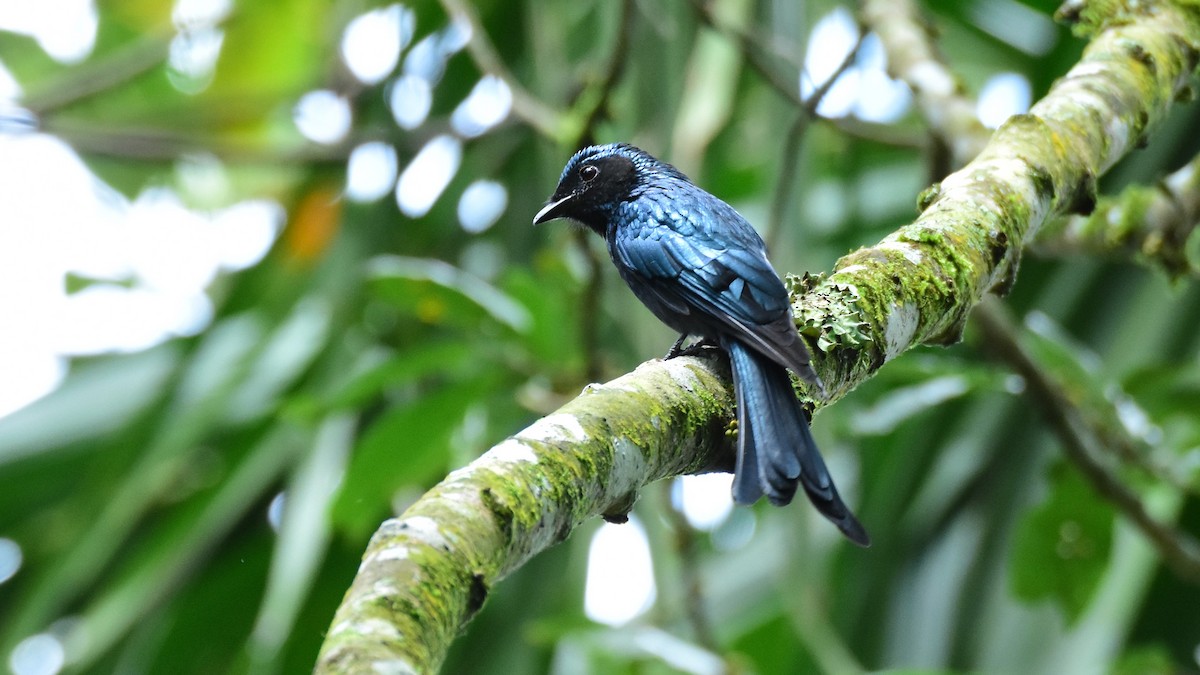 Bronzed Drongo - Dr. Dilip K G