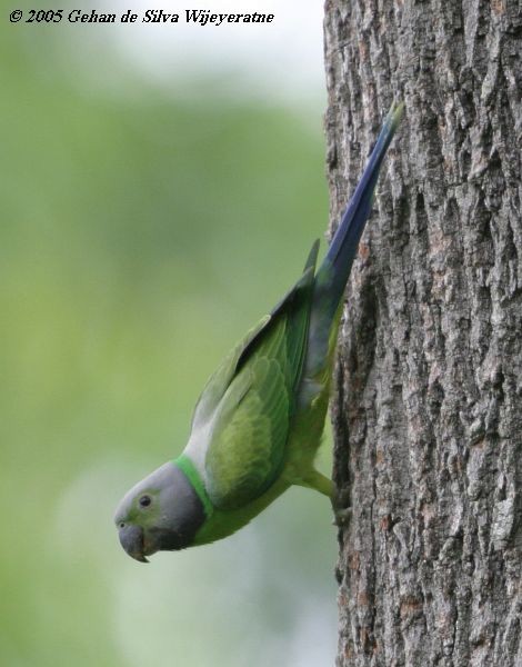 Layard's Parakeet - Gehan de Silva Wijeyeratne