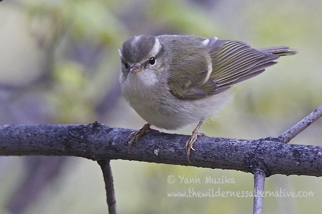 Mosquitero de Sichuán - ML378254131