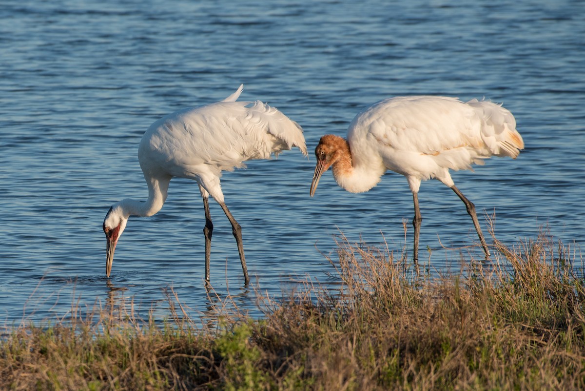 Whooping Crane - Jeff Langford