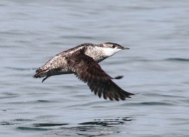 Long-billed Murrelet - ML378254711