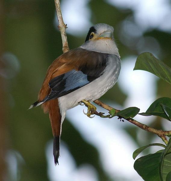 Silver-breasted Broadbill - ML378256071