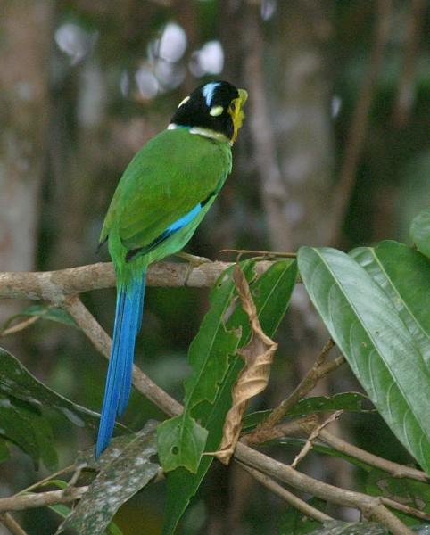 Long-tailed Broadbill - ML378256081